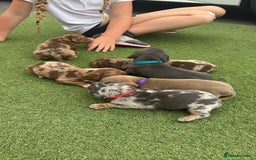 Miniature Dachshund dogs for sale: Miniature dachshund puppy’s TO LEAVE NOW in Luton - Image 10