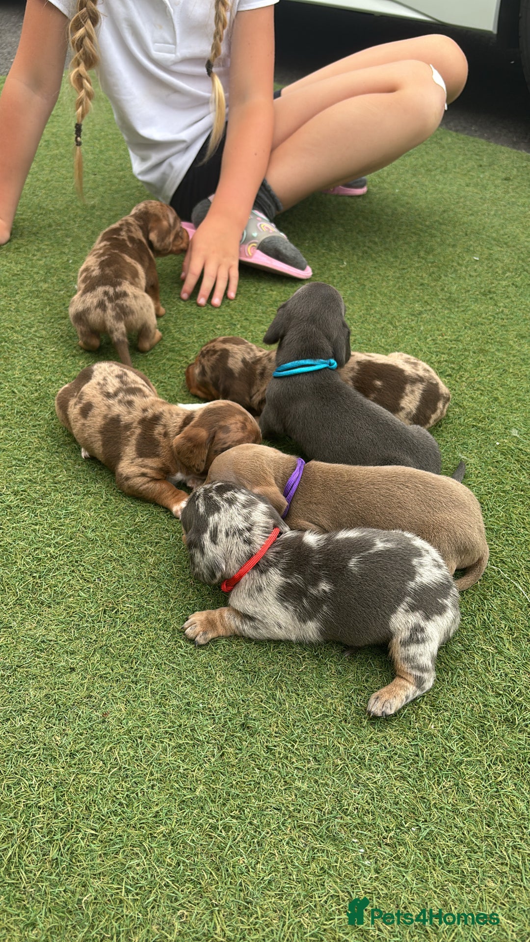 Miniature Dachshund dogs for sale: Miniature dachshund puppy’s TO LEAVE NOW in Luton - Image 10