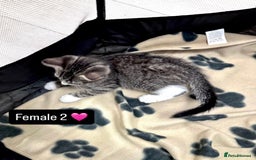 Domestic Shorthair cats for sale: 4 kittens available  - Image 6