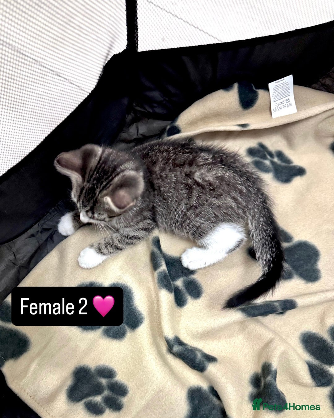 Domestic Shorthair cats for sale: 4 kittens available  - Image 6