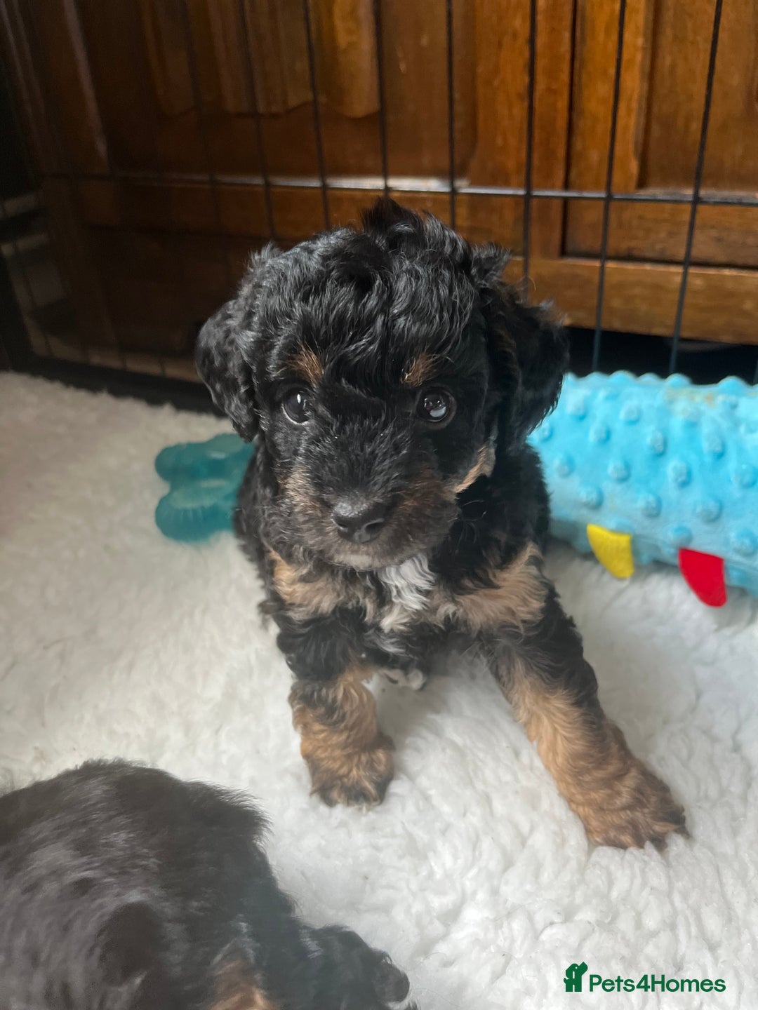 Toy Poodle dogs for stud: Quinn Red & white Toy Poodle for Stud ONLY. in Northampton - Advert 27