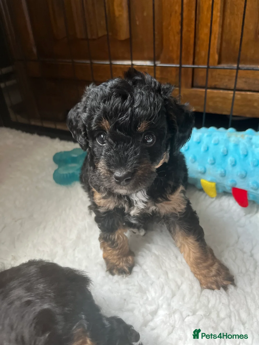 Toy Poodle dogs for stud: Quinn Red & white Toy Poodle for Stud ONLY. in Northampton - Advert 27