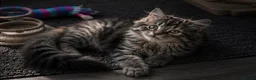 Siberian cats for sale: Siberian kittens in Chesterfield - Advert 16