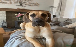 Great Dane dogs for sale: Great Dane puppy’s  - Image 27