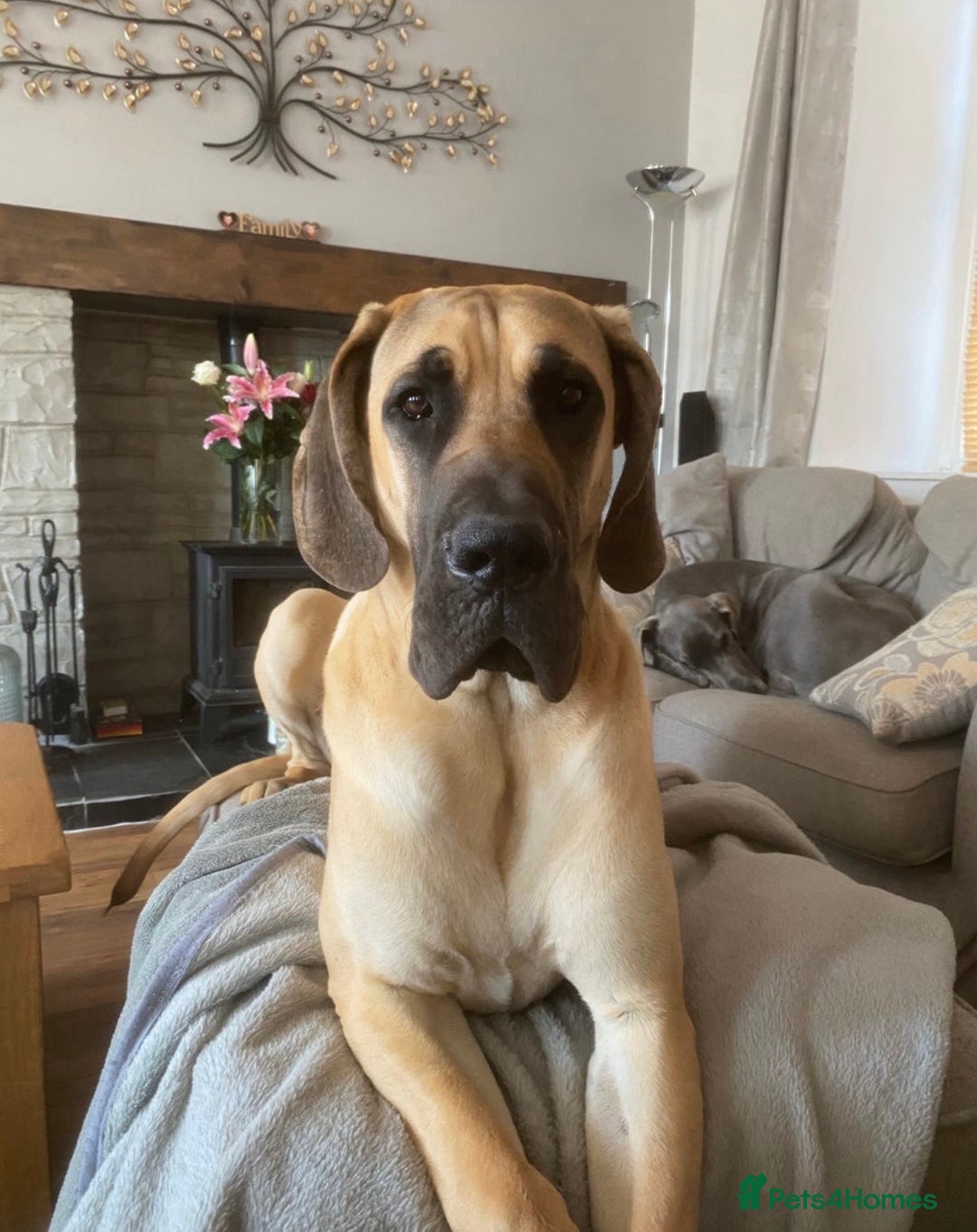 Great Dane dogs for sale: Great Dane puppy’s  - Image 27