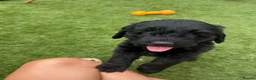 Australian Labradoodle dogs for sale: Multigenerational Australian Labradoodle Puppies - Advert 16