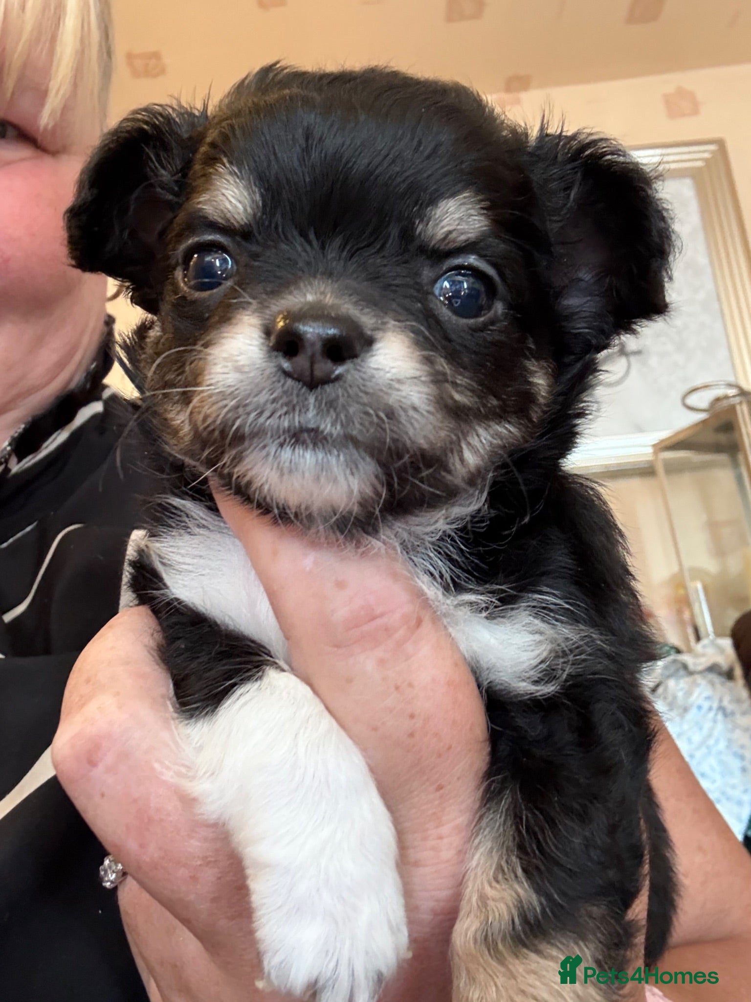 Chihuahua dogs Long haired black male - Advert 10