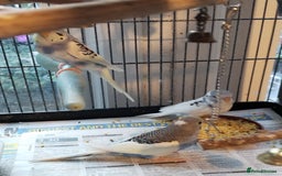 Budgerigars birds for sale: Beautiful baby budgies lovely colours  - Image 7