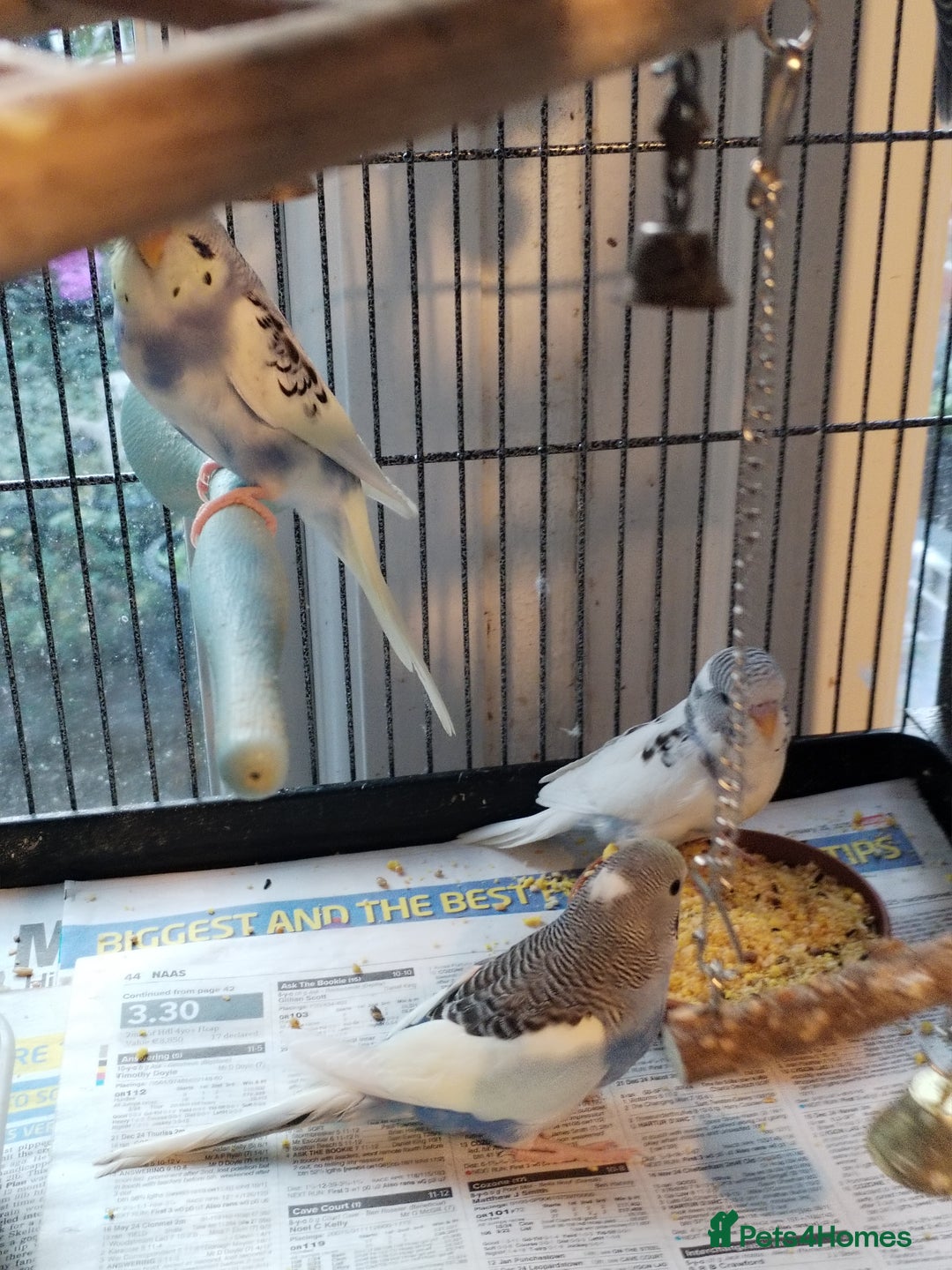 Budgerigars birds for sale: Beautiful baby budgies lovely colours  - Image 7