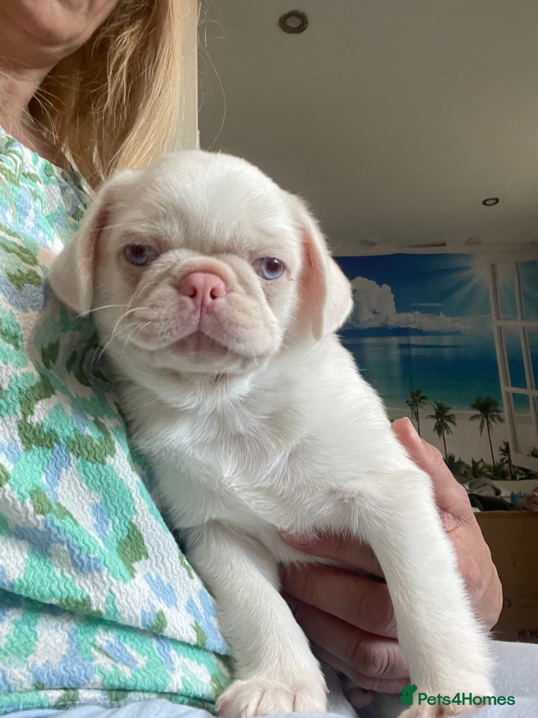 Pug dogs for sale: Beautiful Pink pug  - Advert 1