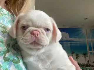 Pug dogs Beautiful Pink pug - Advert 4