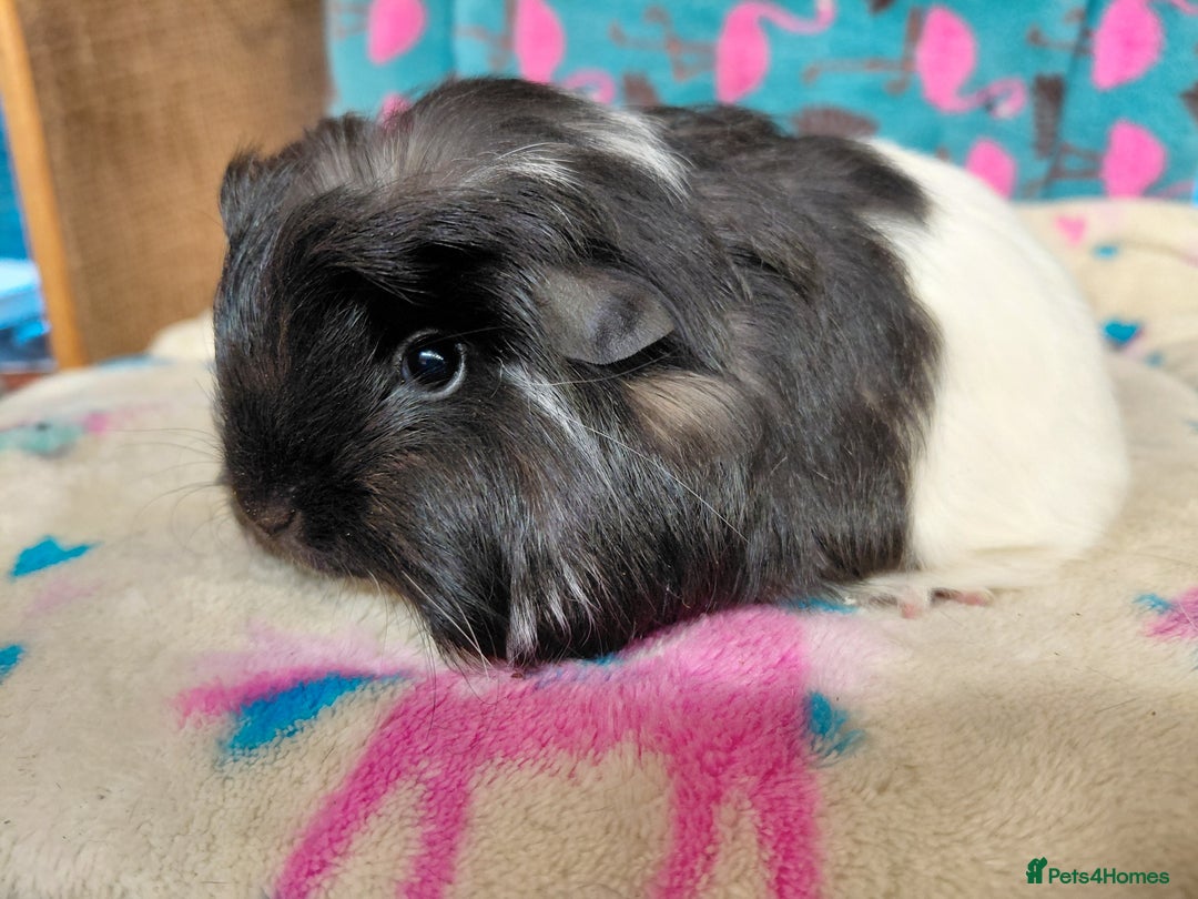Guinea Pig rodents for sale: Baby Longhaired/ Longhaired Retired Young Adults. - Advert 5