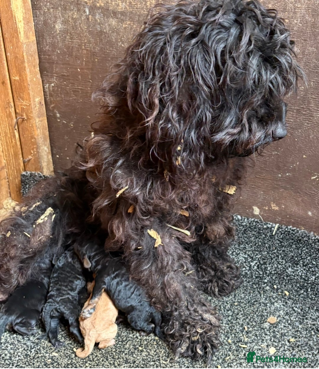 Cockapoo dogs for sale: Cockapoo puppies  - Image 8