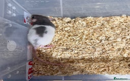 Rat rodents for sale: Pet rats for sale male and female Ava  - Image 6