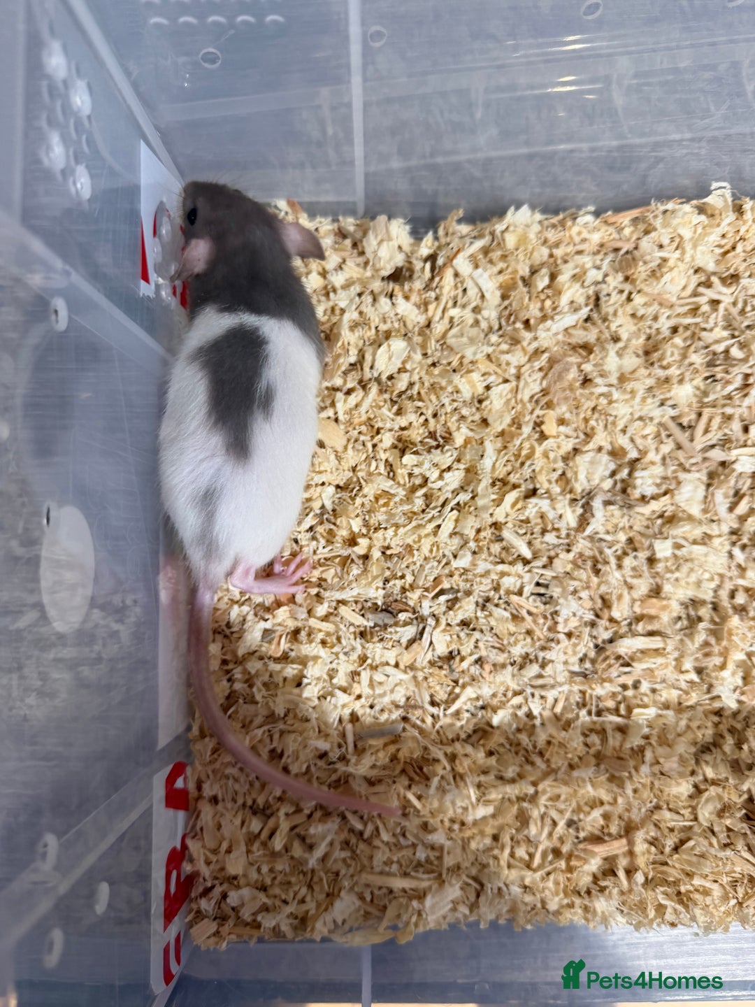 Rat rodents for sale: Pet rats for sale male and female Ava  - Image 6