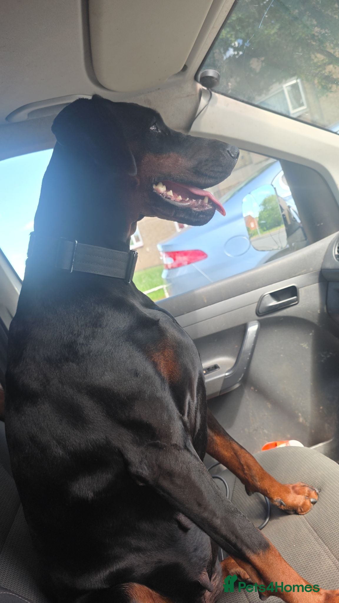 Dobermann dogs Doberman puppies  - Advert 1