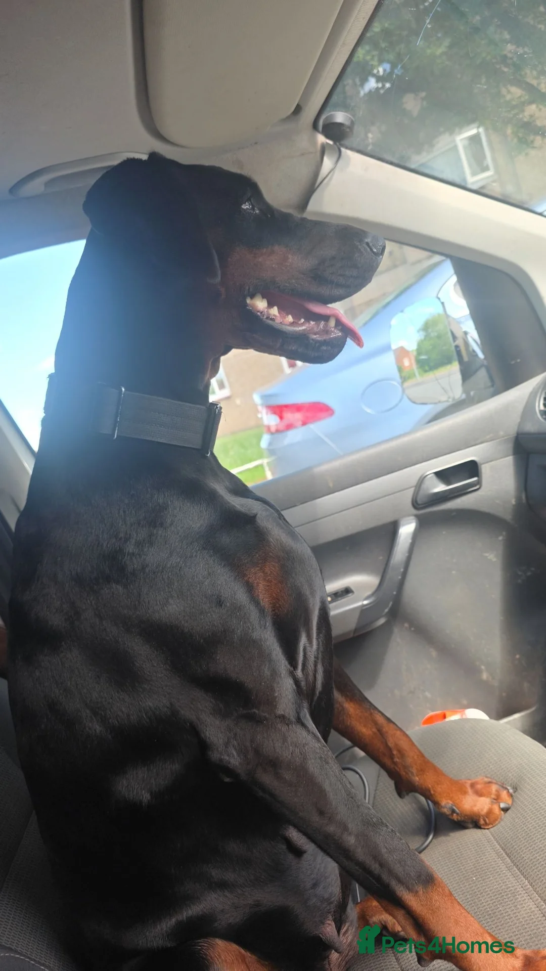 Dobermann dogs for sale: Doberman puppies  - Advert 1