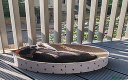 Cornish Rex cats for sale: Selling our beautiful Cornish Rex brothers - Image 11
