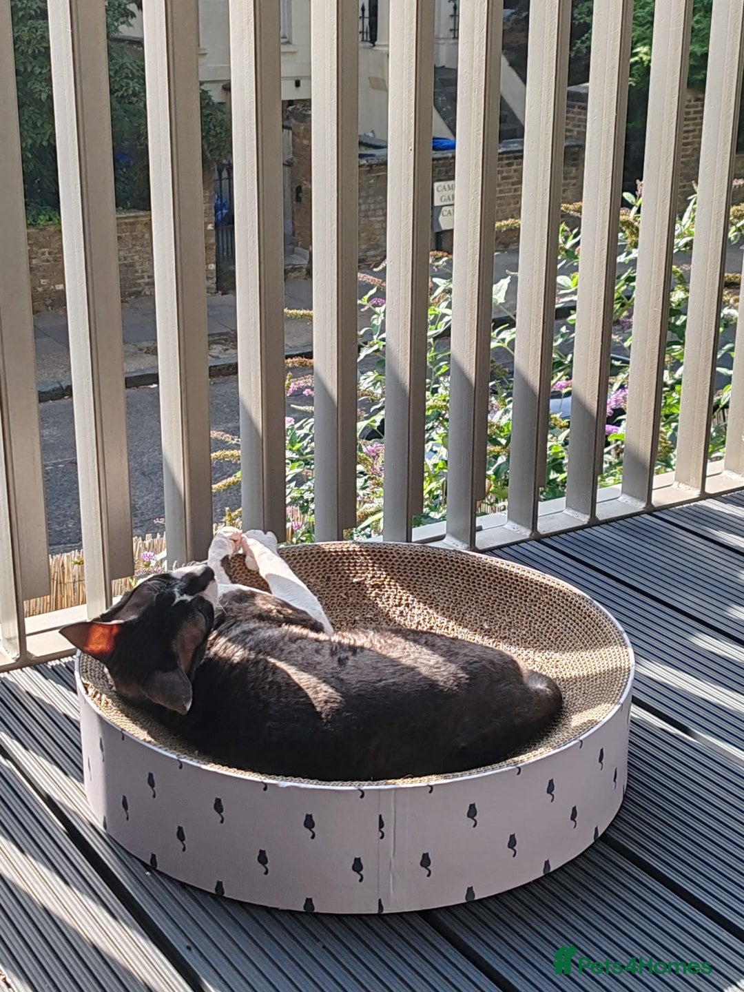Cornish Rex cats for sale: Selling our beautiful Cornish Rex brothers - Image 11