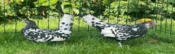 Chickens poultry for sale: Silver spangled Hamburg  - Advert 1