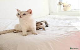 British Shorthair cats for sale: Beautiful BSH Girl  - Image 5