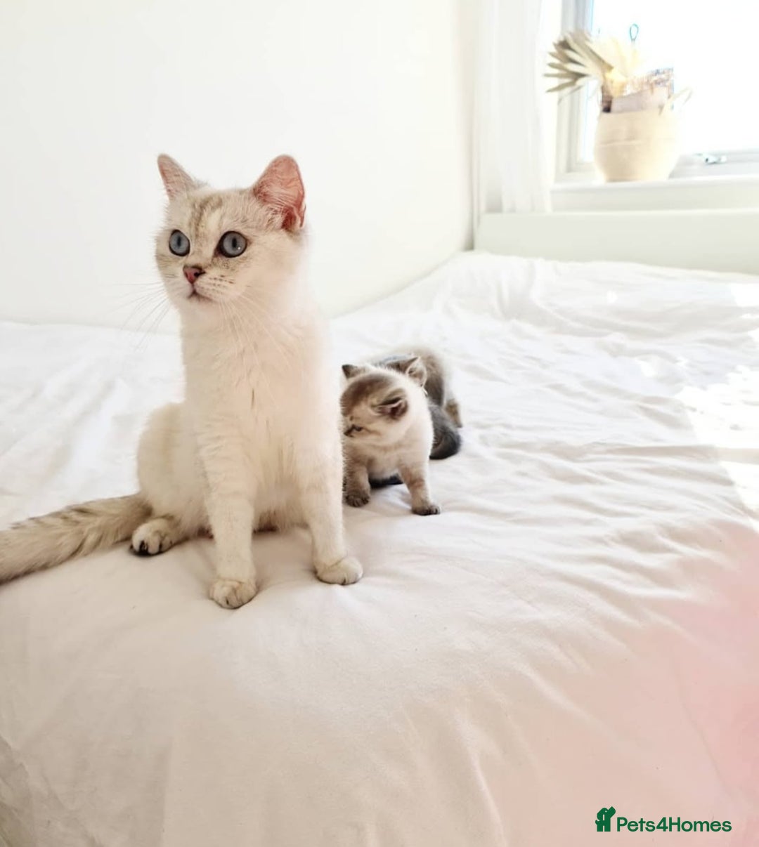 British Shorthair cats for sale: Beautiful BSH Girl  - Image 5