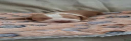Cocker Spaniel dogs for sale: Stunning cocker Spaniel puppies  in Sunderland - Advert 9