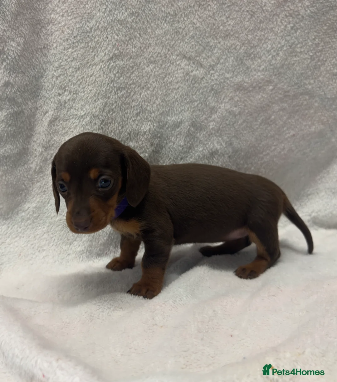 Dachshund dogs for sale: Kennel Club Registered & Health Tested - Advert 16