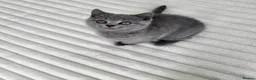 British Shorthair cats for sale: Pure British shorthair one girl,ready to go - Advert 3