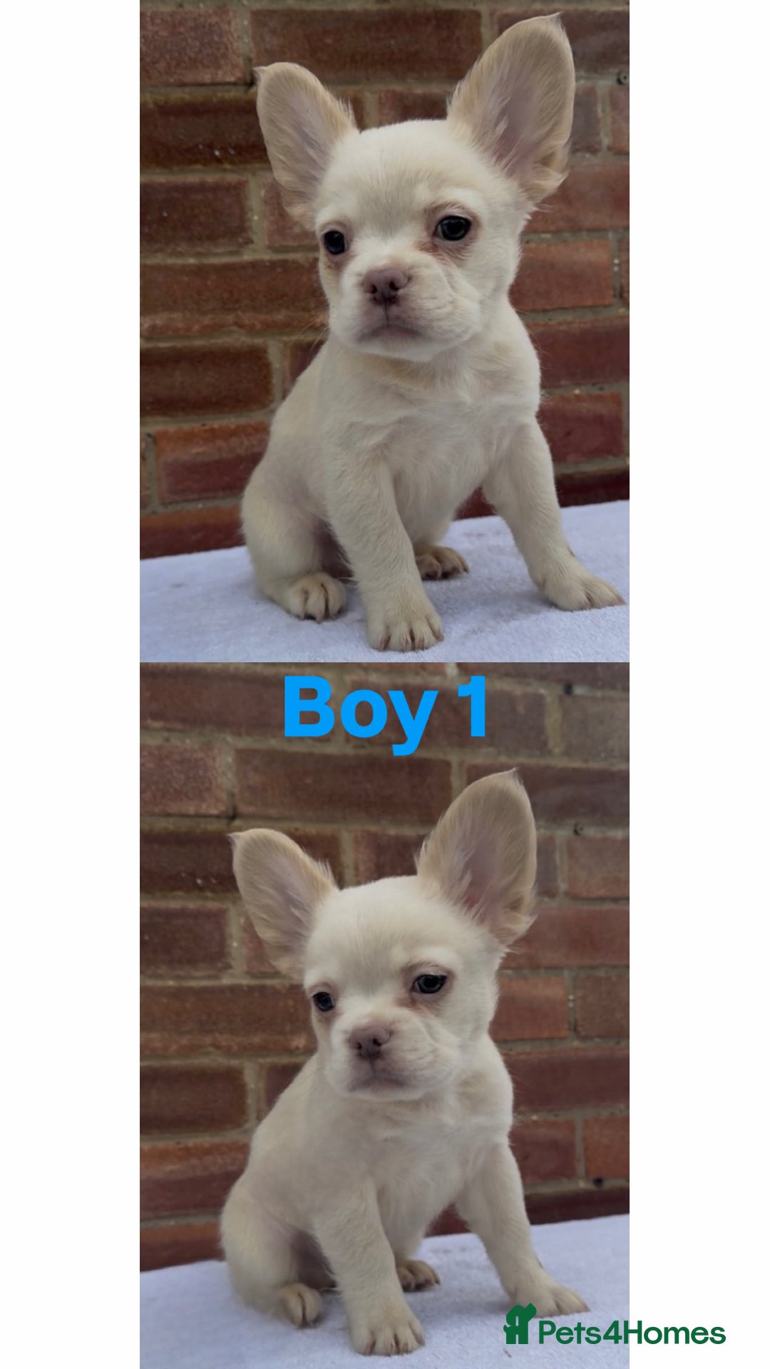 French Bulldog dogs for sale: REDUCED! Fluffy French Bulldog Puppies  - Advert 27