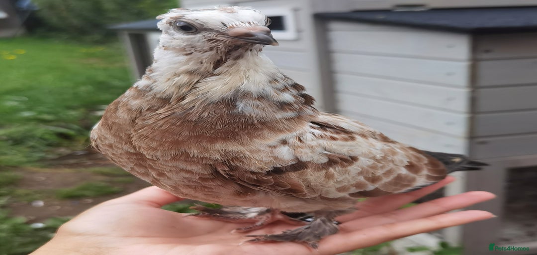 Gallery Image {{count}}