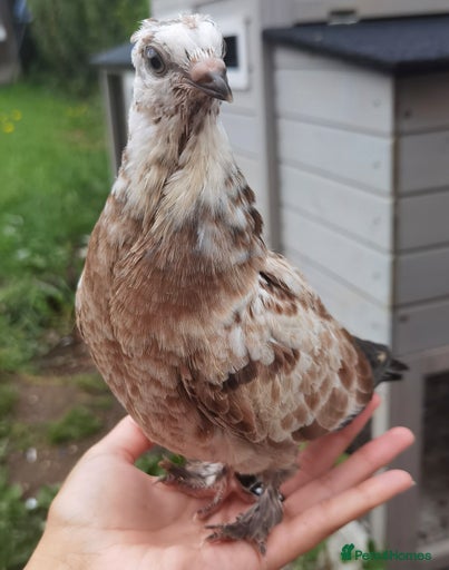 Gallery Image {{count}}