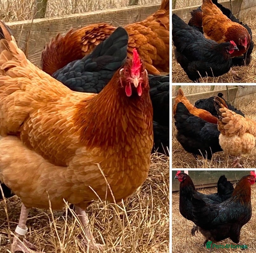 Chickens poultry Beautiful utility and cross bred hens POL - Advert 1