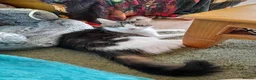 Mixed Breed cats for adoption: King Tut is looking for cuddles - Advert 4