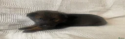 German Shepherd dogs for sale: GERMAN SHEPHERD PUPS WORKING LINE in Wigan - Advert 27