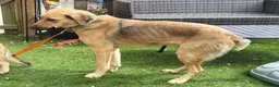 Mixed Breed dogs for adoption: SKY  ( 20 months) - Advert 18