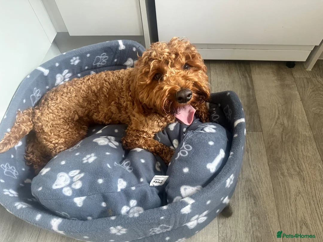 Cockapoo dogs for sale: Rusty – 18-Month-Old Loving, Playful Boy - Advert 10