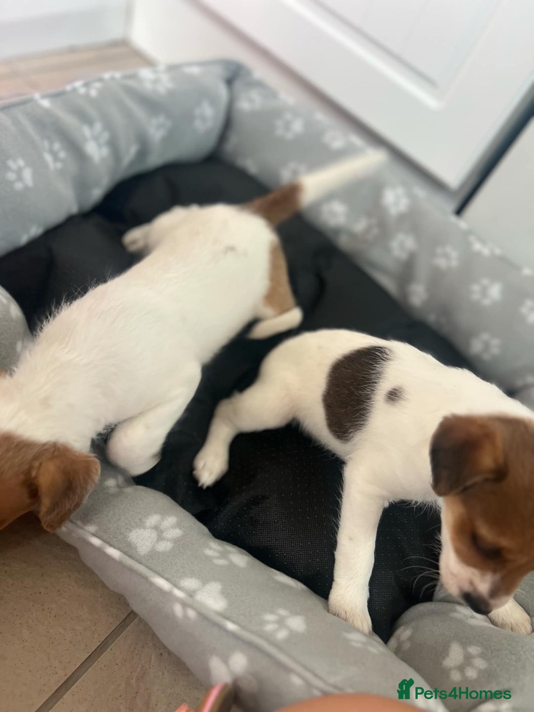 Jack Russell dogs for sale: 2 males puppies for sale - Image 3
