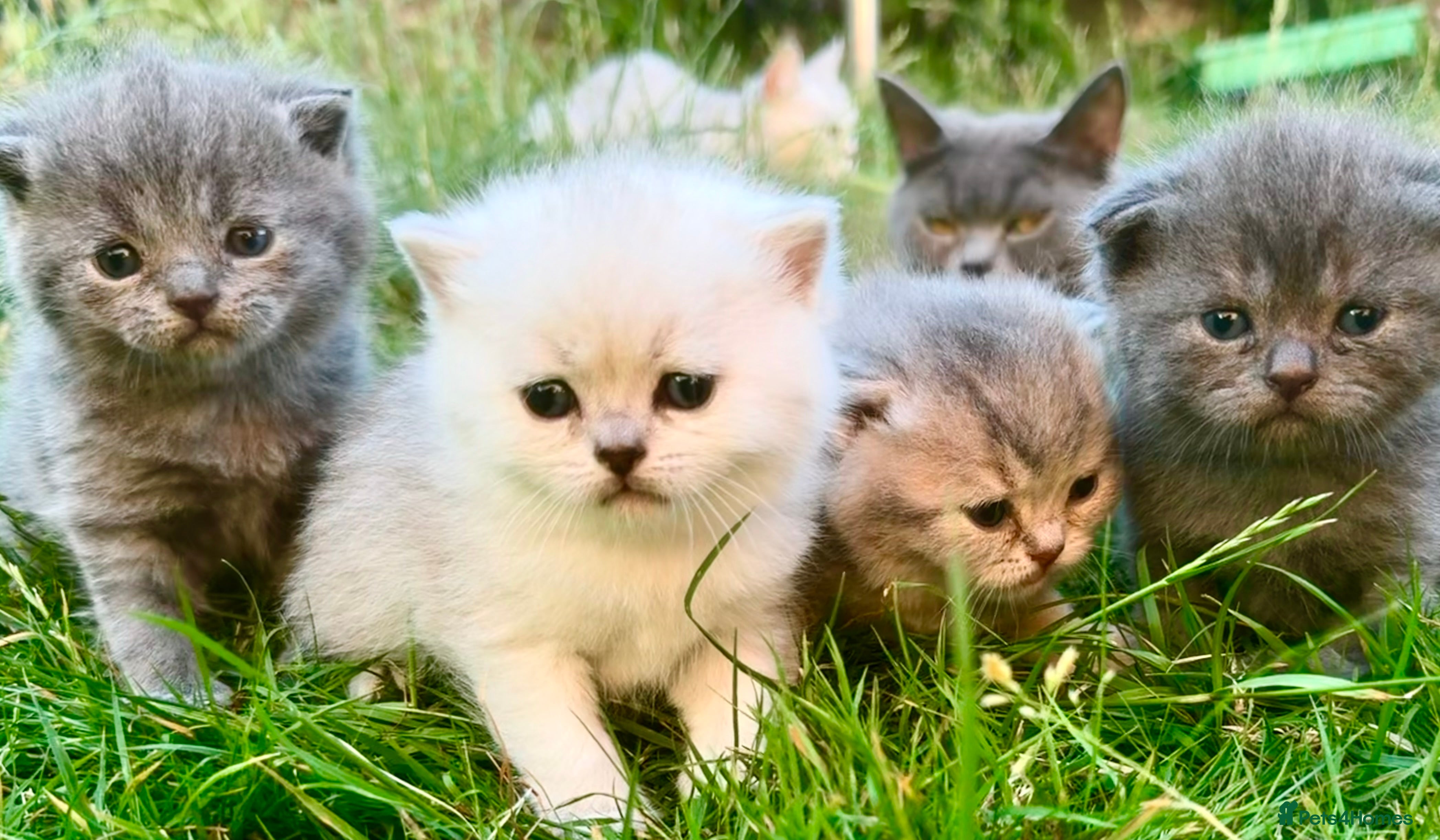 Scottish Fold cats 💕💕💕❤️❤️Lovely scotish kittens💕💕💕 - Advert 2