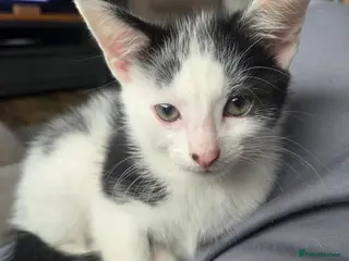 Mixed Breed cats 1 boy remaining , ready to leave - Advert 9
