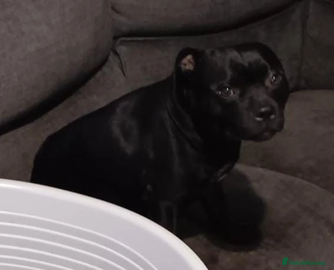 Mixed Breed dogs for sale: Adorable puppies  - Advert 1