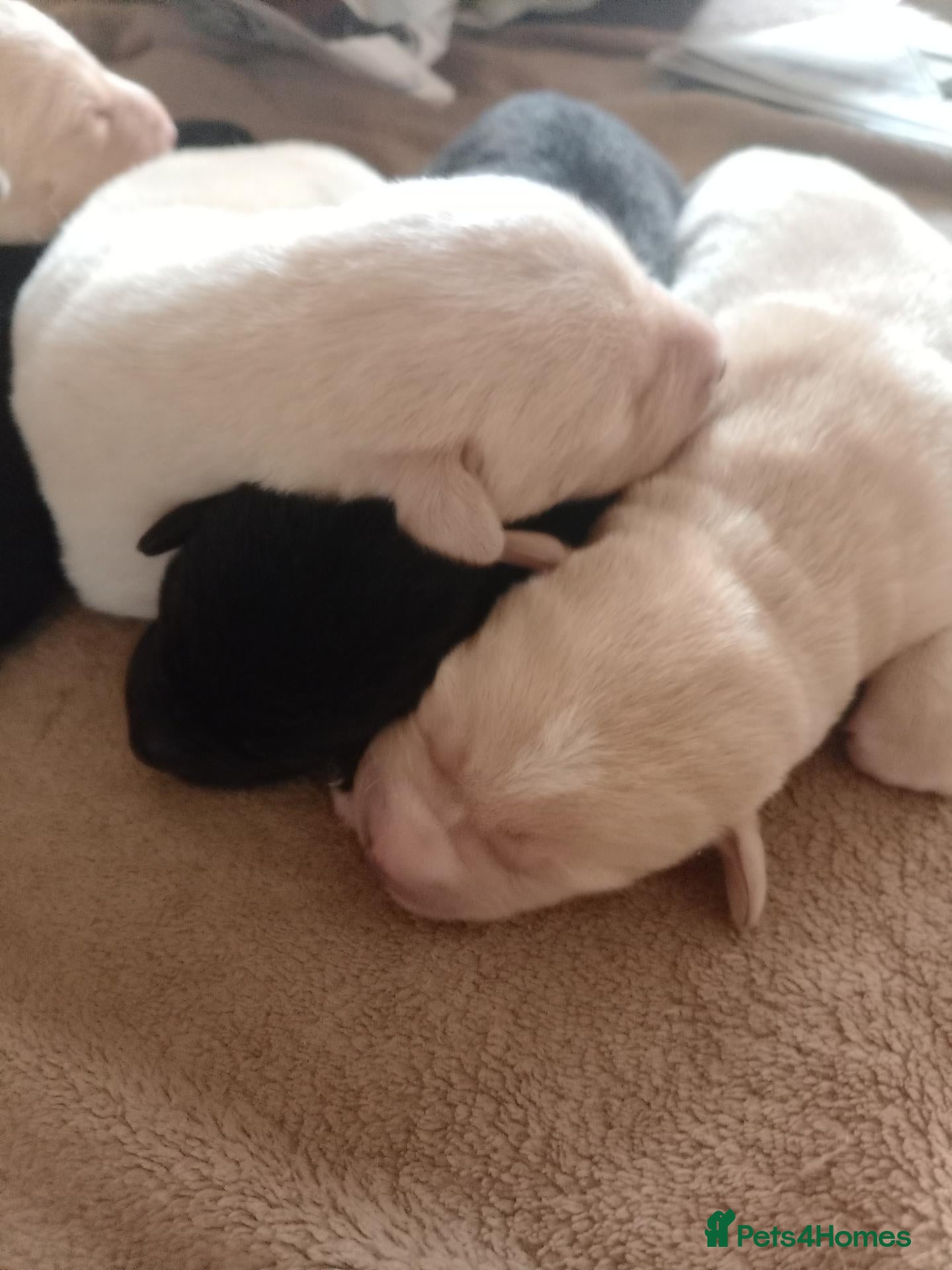Mixed Breed dogs Labsky - Advert 15