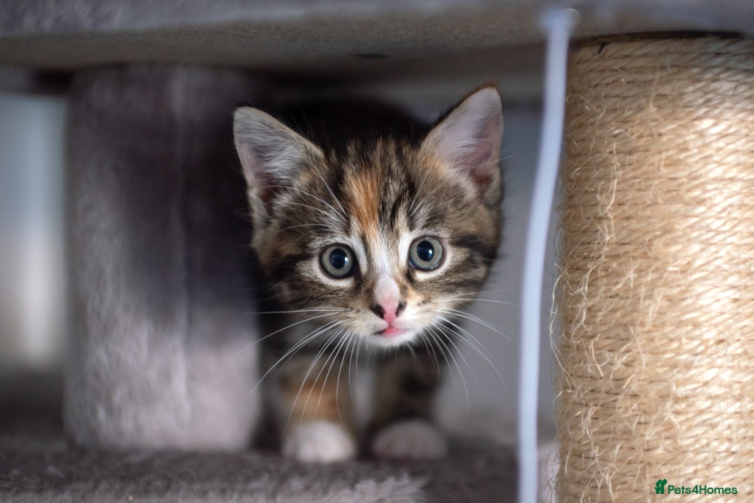 Mixed Breed cats for sale: Gorgeous Mixed Breed Kittens for Sale - Image 4