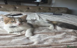 Ragdoll cats for sale: Lottie - Image 1