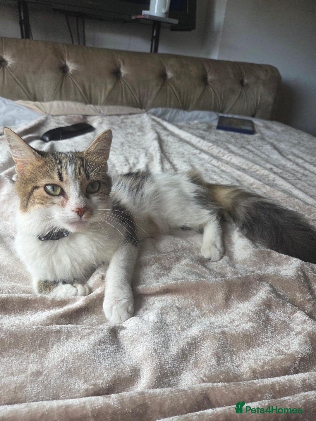 Ragdoll cats for sale: Lottie - Image 1