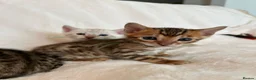 Bengal cats for sale: Stunning Pure Bengal Kittens Ready For Reservation - Advert 19