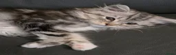Persian cats for sale: Persian Mix Male Kitten - Advert 4