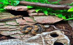 Boa Snake reptiles for sale: Brazilian Rainbow Boa - Image 1