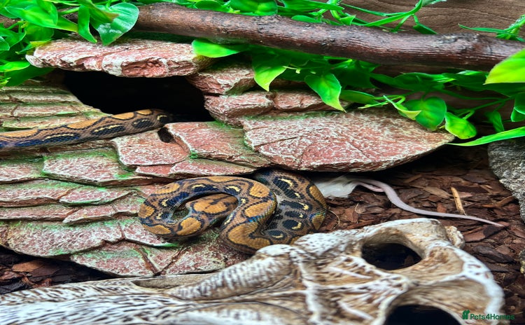 Boa Snake reptiles - Advert 1