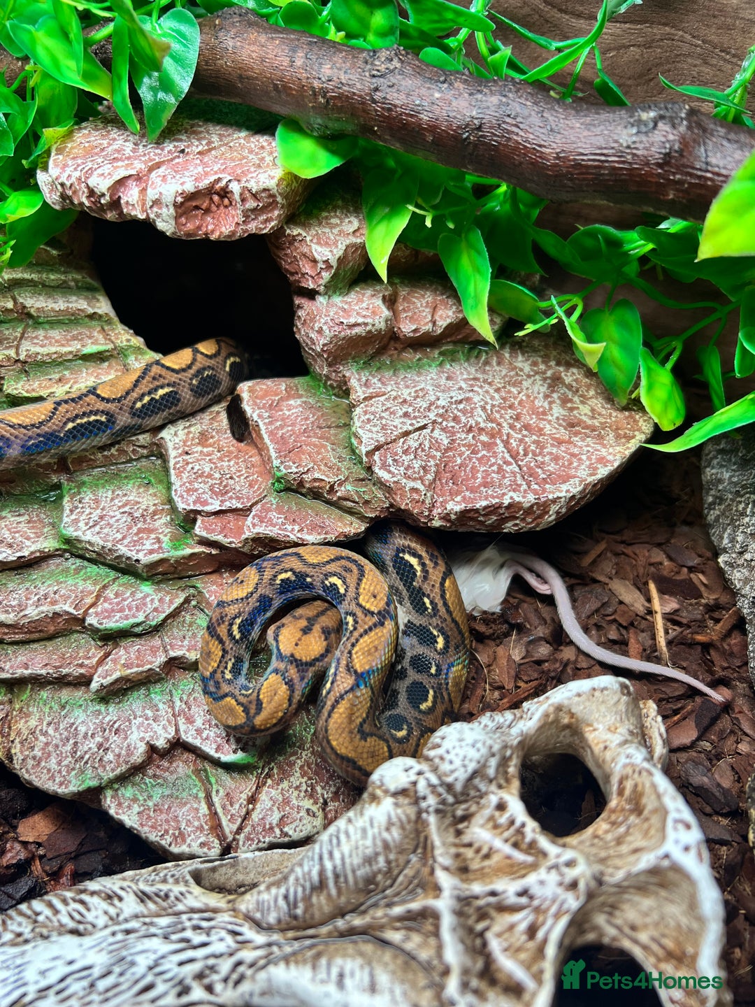 Boa Snake reptiles for sale: Brazilian Rainbow Boa - Image 1